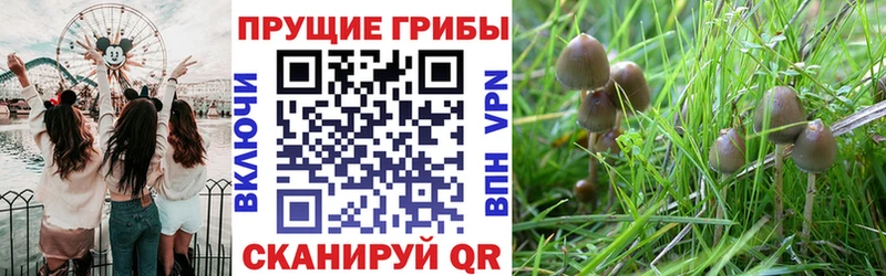 Псилоцибиновые грибы GOLDEN TEACHER  Красногорск 